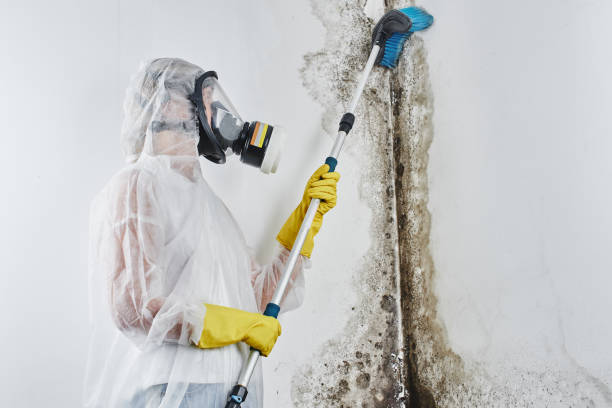 Best Commercial Mold Removal  in Black Hammock, FL