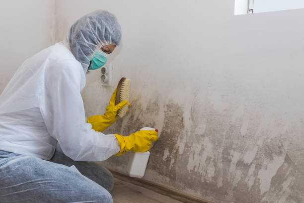 Best Fast Mold Removal  in Black Hammock, FL