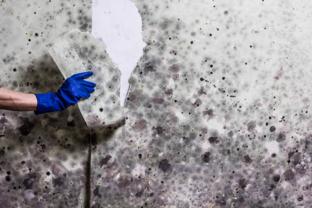 Best Office Mold Removal Services  in Black Hammock, FL