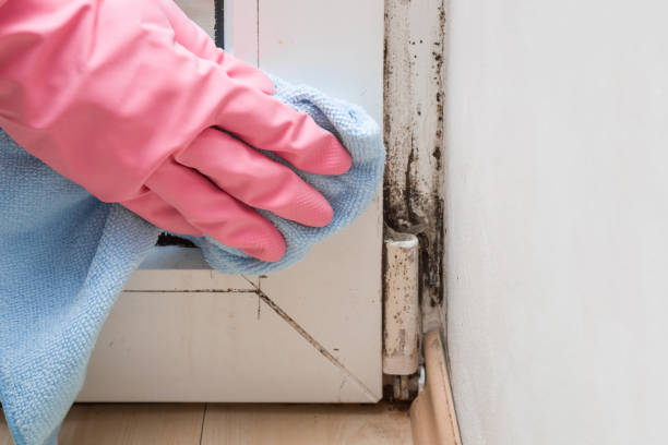 Best Best Mold Removal Companies  in Black Hammock, FL